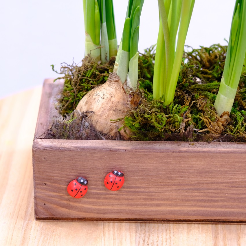 Садик с первоцветами (мускари и нарциссы). Корпоративные подарки на 8 марта. Цена от 10 шт.