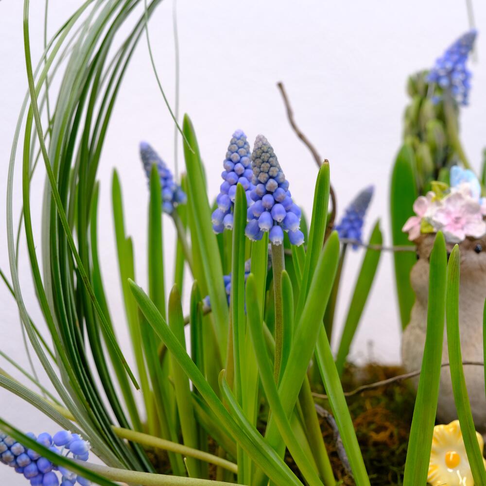 Садик с первоцветами: гиацинты и мускари с сувениром «Ранняя пташка»