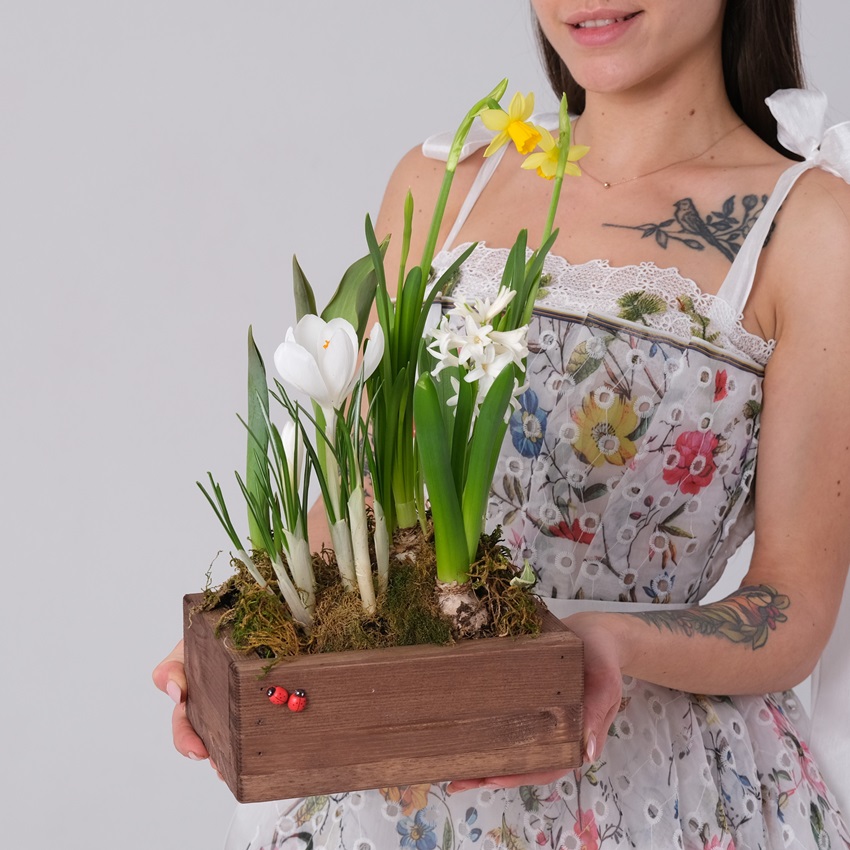 Садик с первоцветами: крокусы, гиацинт, тюльпаны и нарциссы в деревянном ящичке
