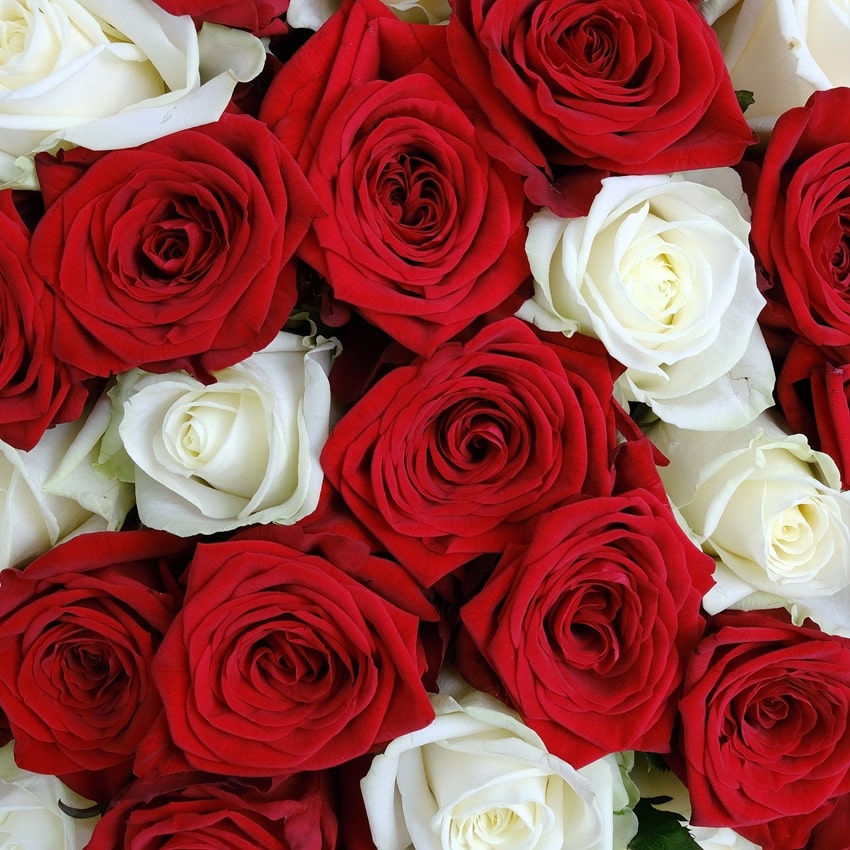 Красные и белые розы 60 см, 51 шт. Ваза в подарок!