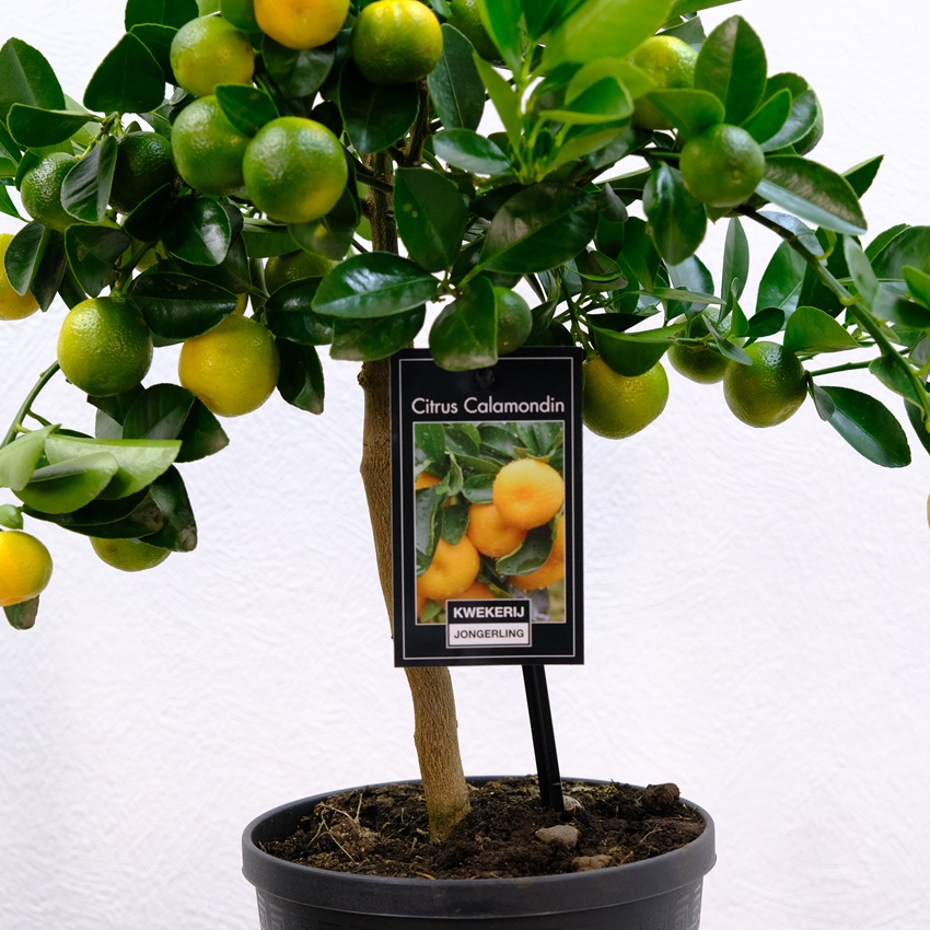 Мандариновое дерево