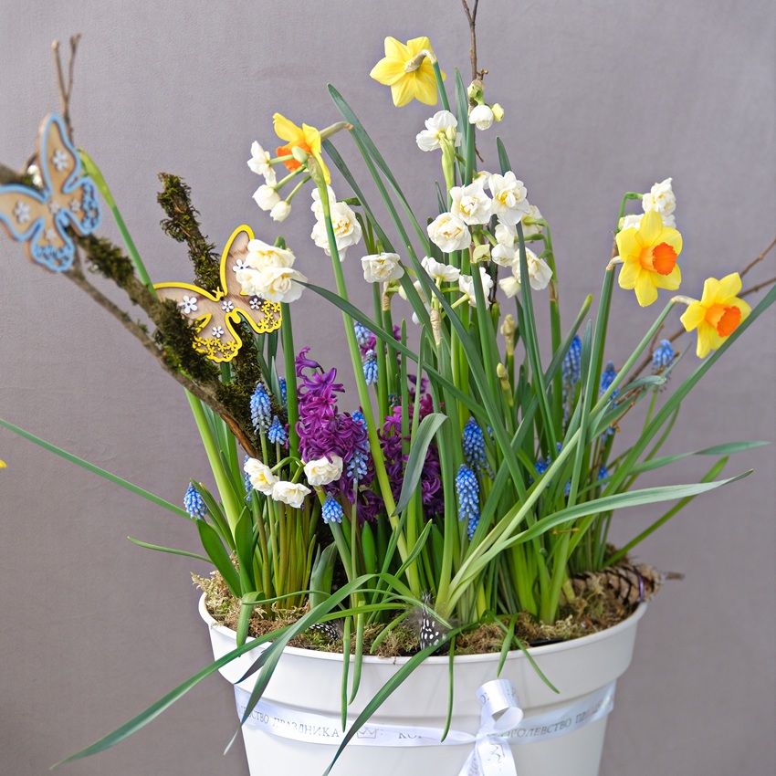 Нарциссы, мускари и гиацинты в большом кашпо «Облачный танцор». Луковичные первоцветы