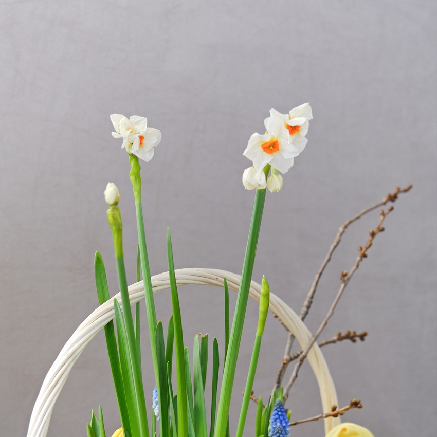 Садик с первоцветами: тюльпаны ,мускари, нарциссы и гиацинты "Солнечный садовник"