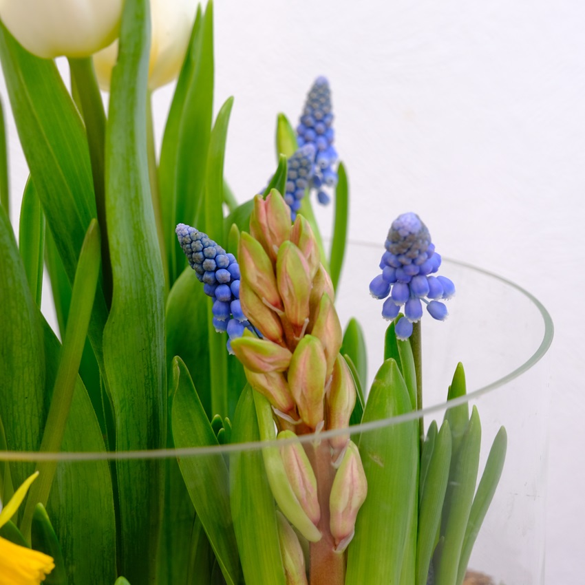 Садик с первоцветами: тюльпаны, мускари и нарциссы в стеклянной вазе