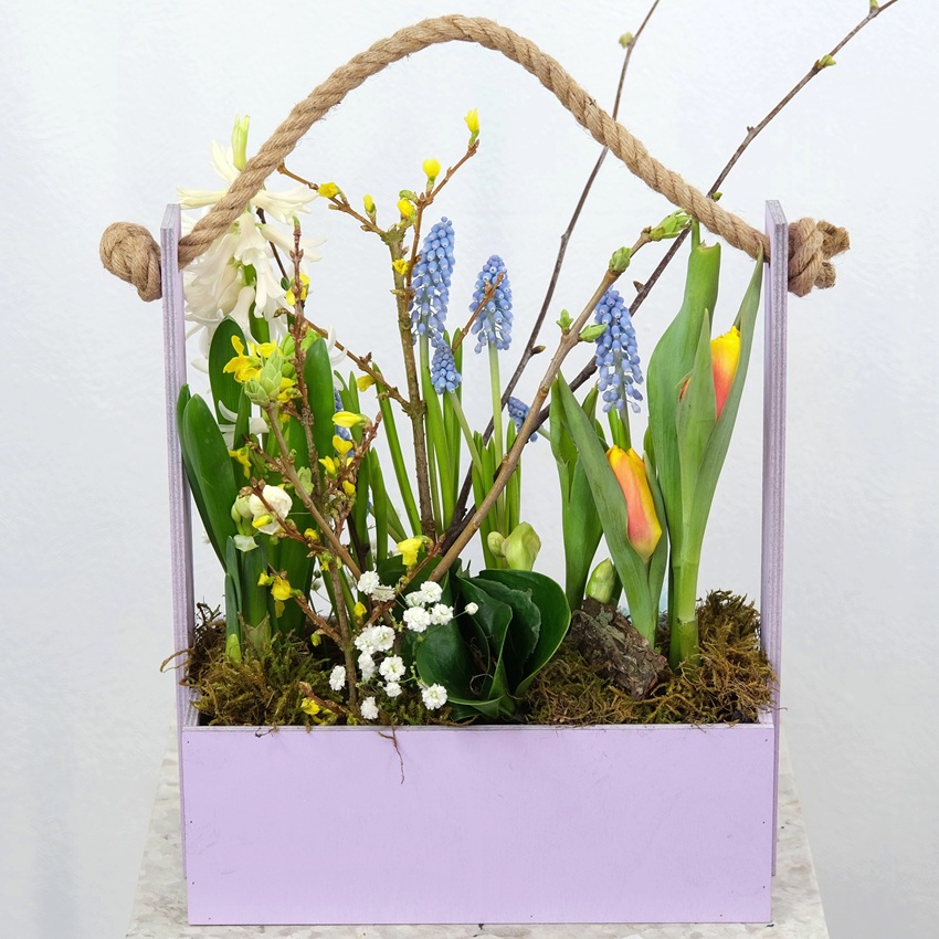 Садик с первоцветами в ящике: мускари, гиацинты и тюльпаны