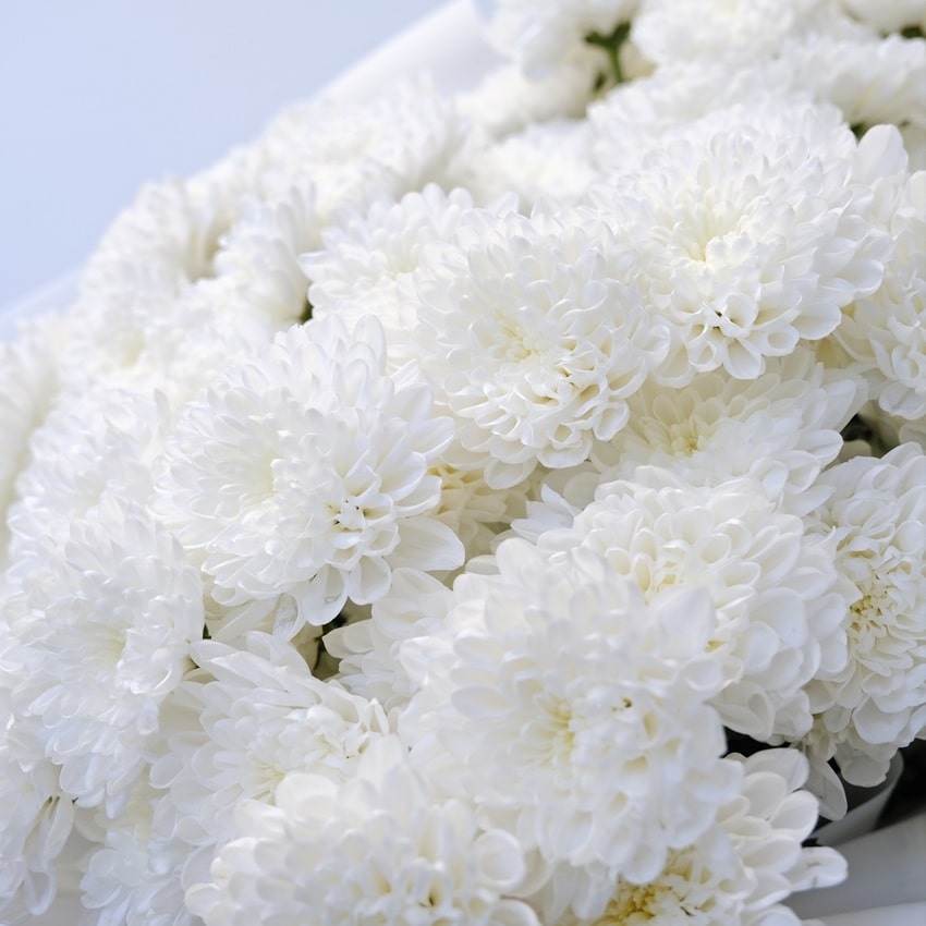 Хризантемы белые пушистые, 25 штучек