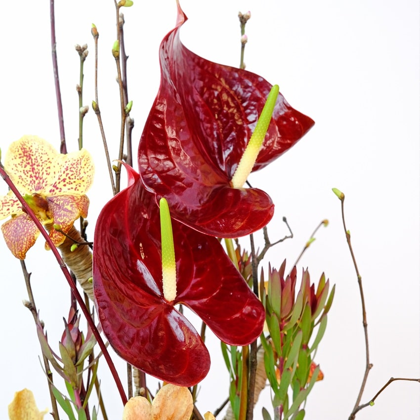 Авторская композиция с орхидеей Ванда и антуриумами