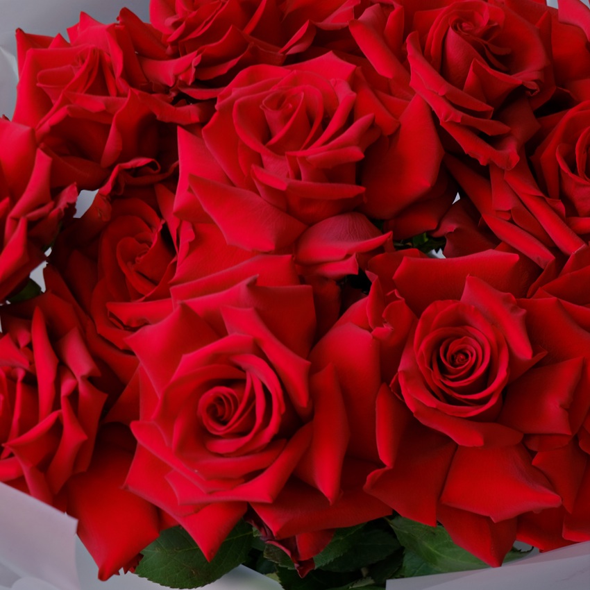 Роскошные французские розы, 15 штук