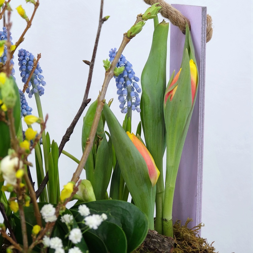 Садик с первоцветами в ящике: мускари, гиацинты и тюльпаны