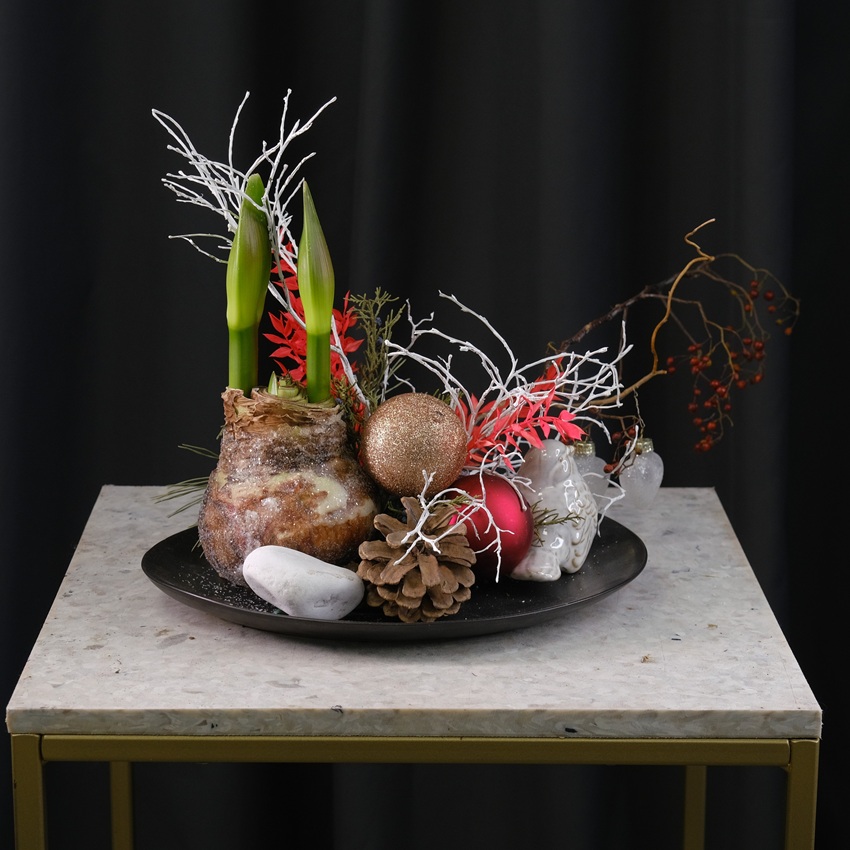 Луковица амариллиса в настольной композиции для интерьера