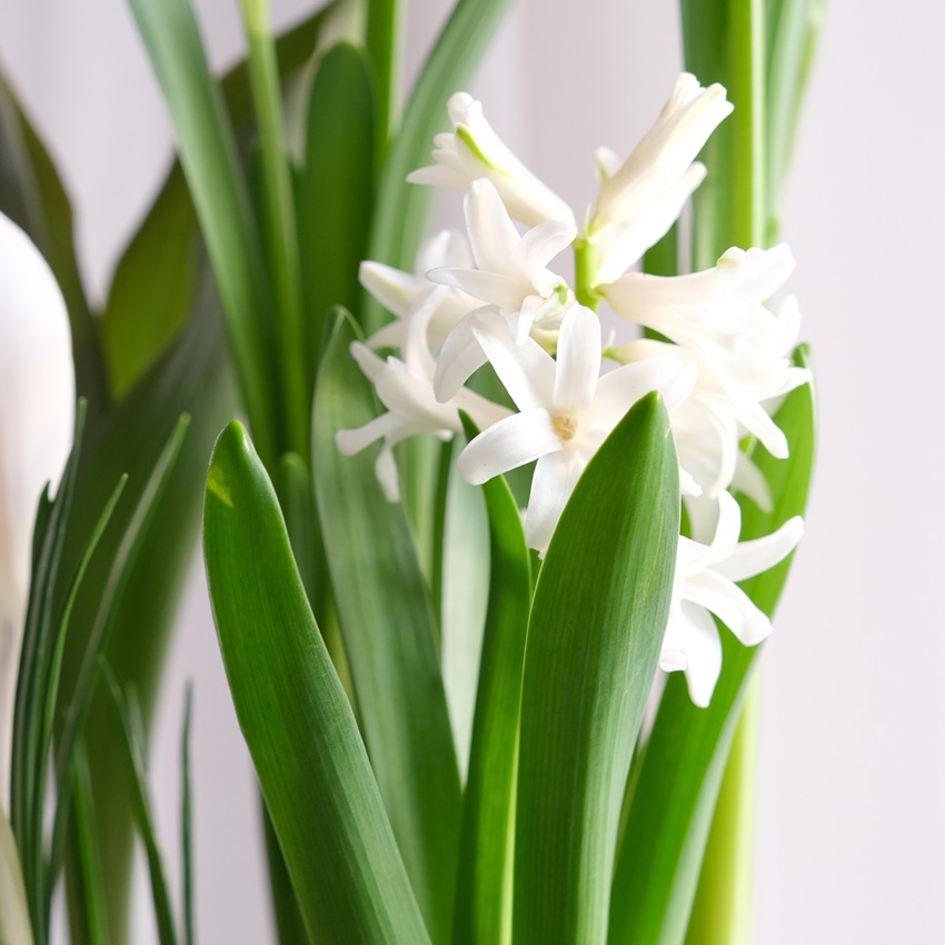 Садик с первоцветами: крокусы, гиацинт, тюльпаны и нарциссы в деревянном ящичке