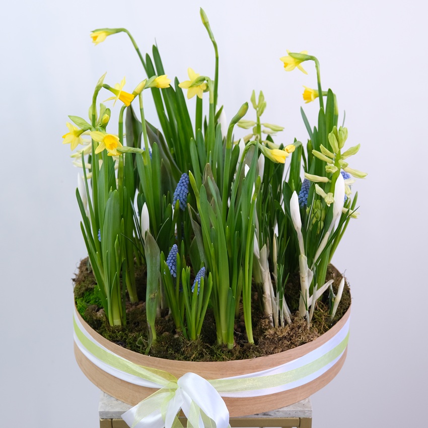 Садик с первоцветами в большом деревянном ящике: нарциссы, крокусы, тюльпаны, мускари и гиацинты