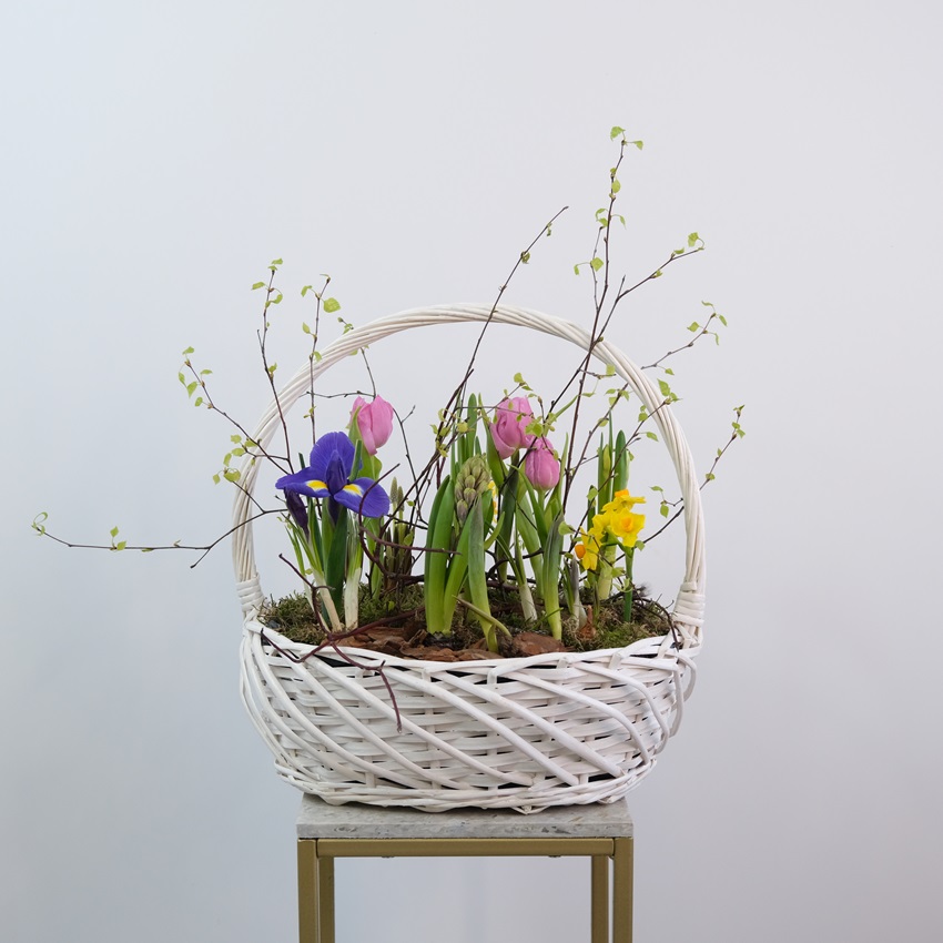 Садик с первоцветами в корзине: гиацинты, нарциссы, крокусы и тюльпаны