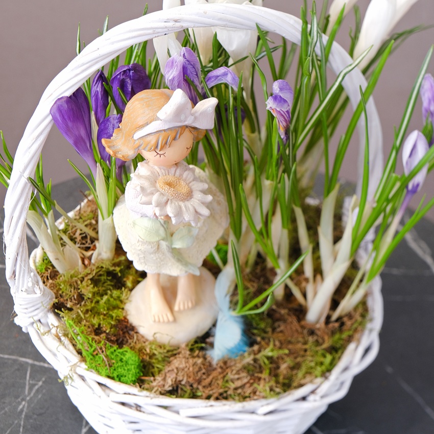 Садик с первоцветами (крокусы) и сувениром в корзинке "Девочка с цветком"