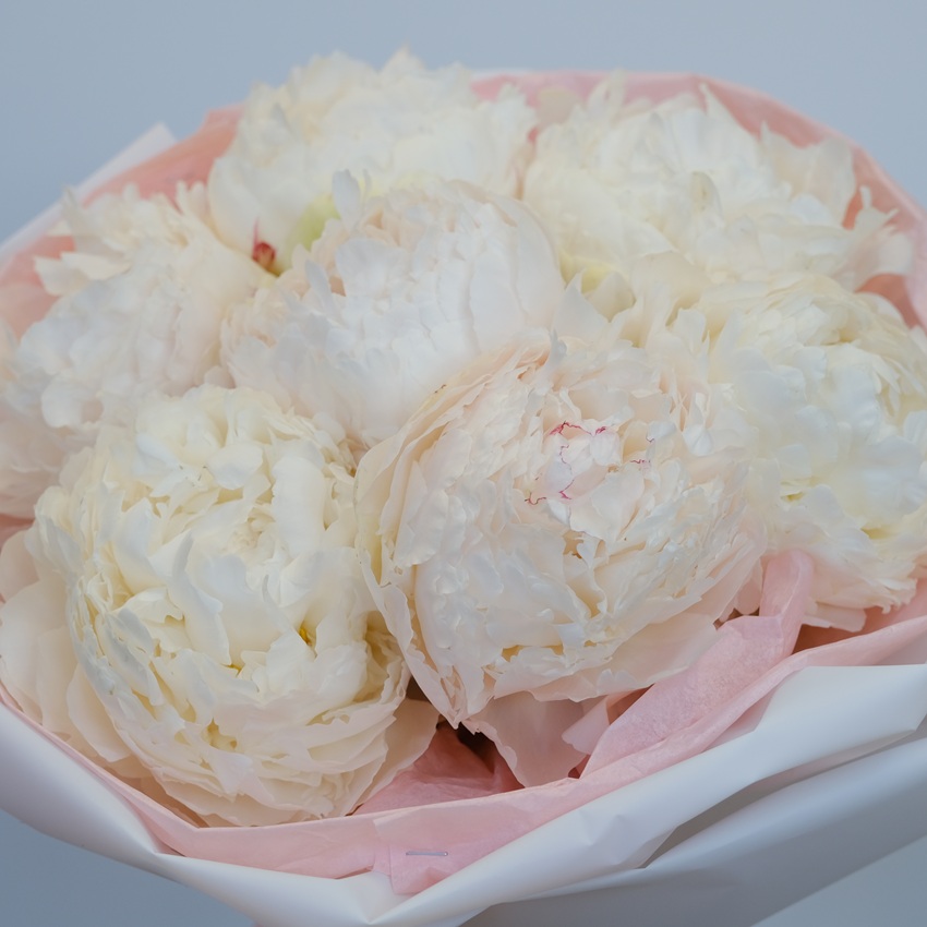 Белые пионы, 7 штучек