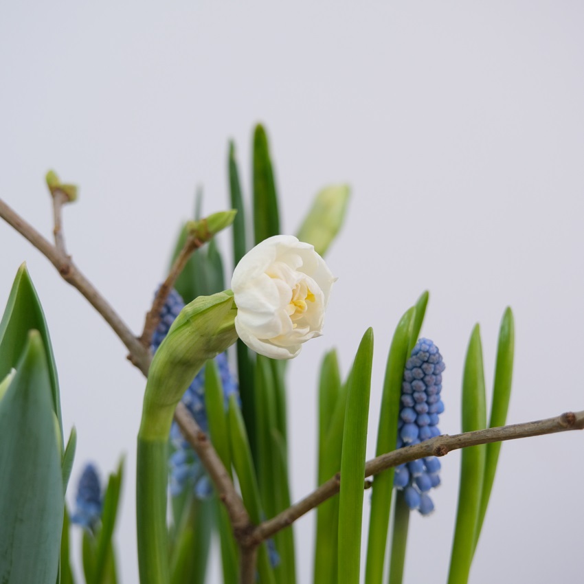 Первоцветы: нарциссы, мускари и тюльпаны в стеклянной вазе