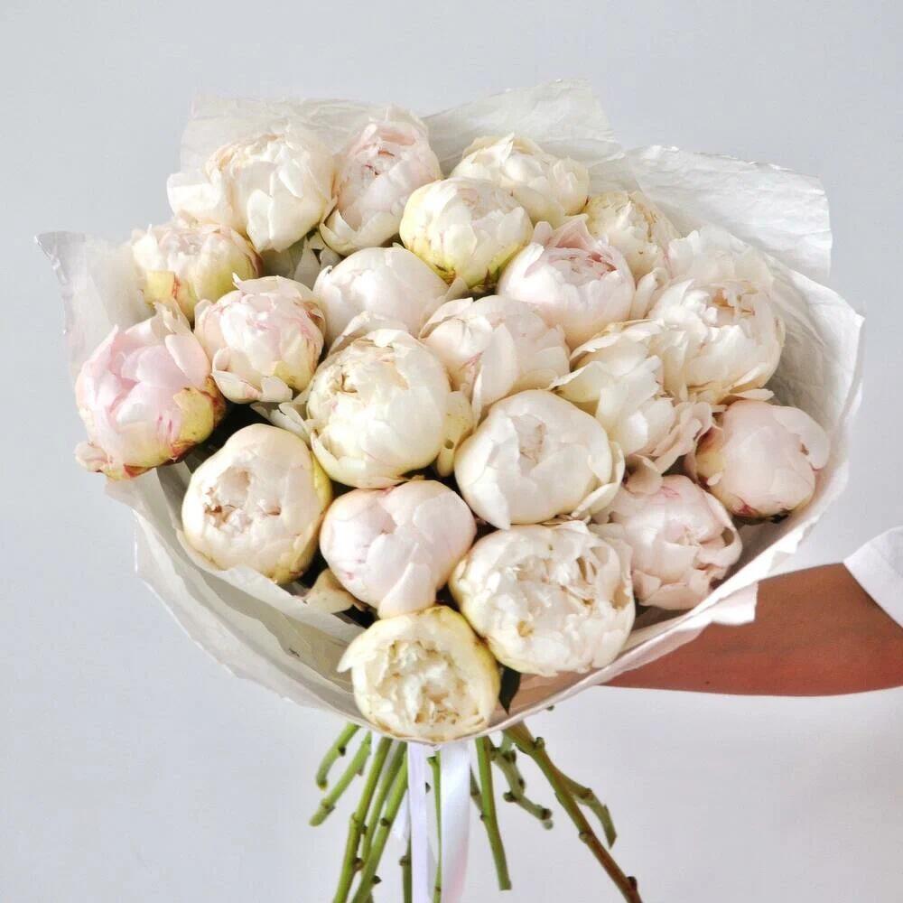 Белые пионы крупные и ароматные, 21 штучка