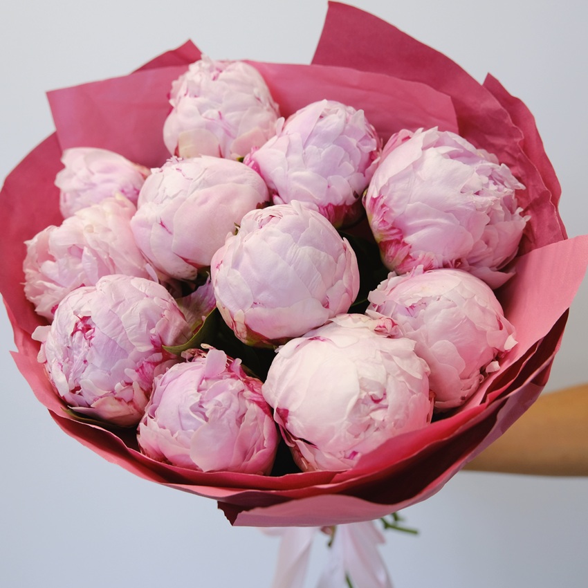 Пионы Сара Бернар Экстра, 11 штук