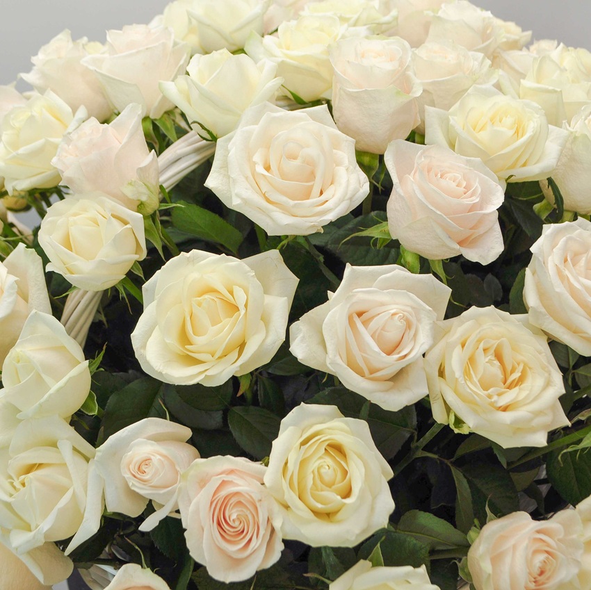 101 роза Россия (белые и ароматные) в корзине