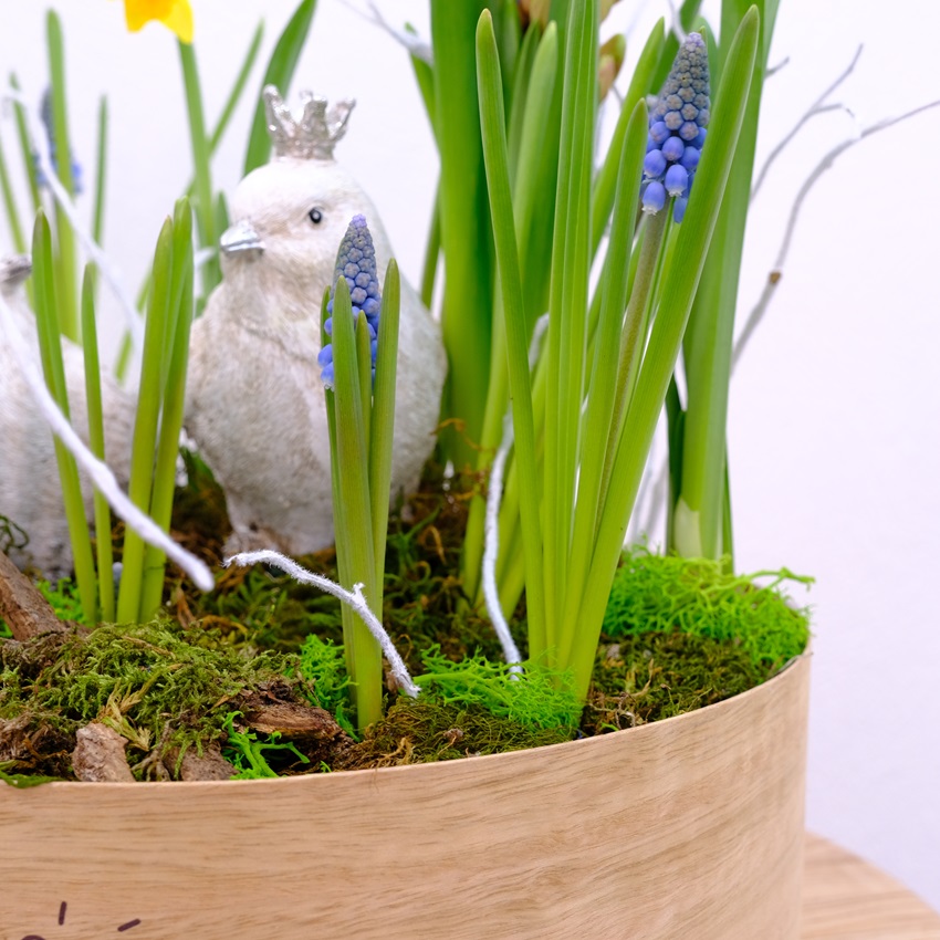 Садик с первоцветами: мускари и нарциссы в композиции "Ранние пташки"