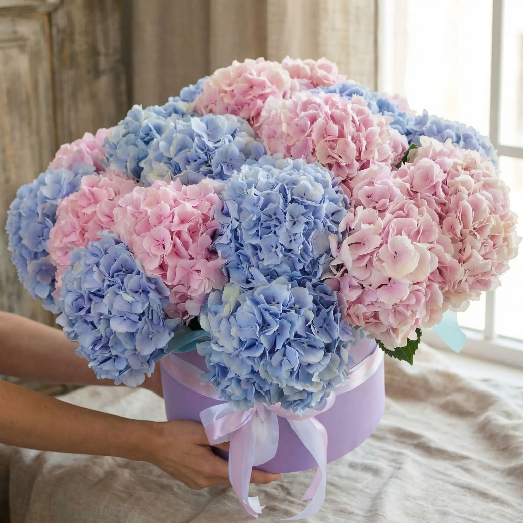 Гортензия, 21 штучка. Большой букет в коробке
