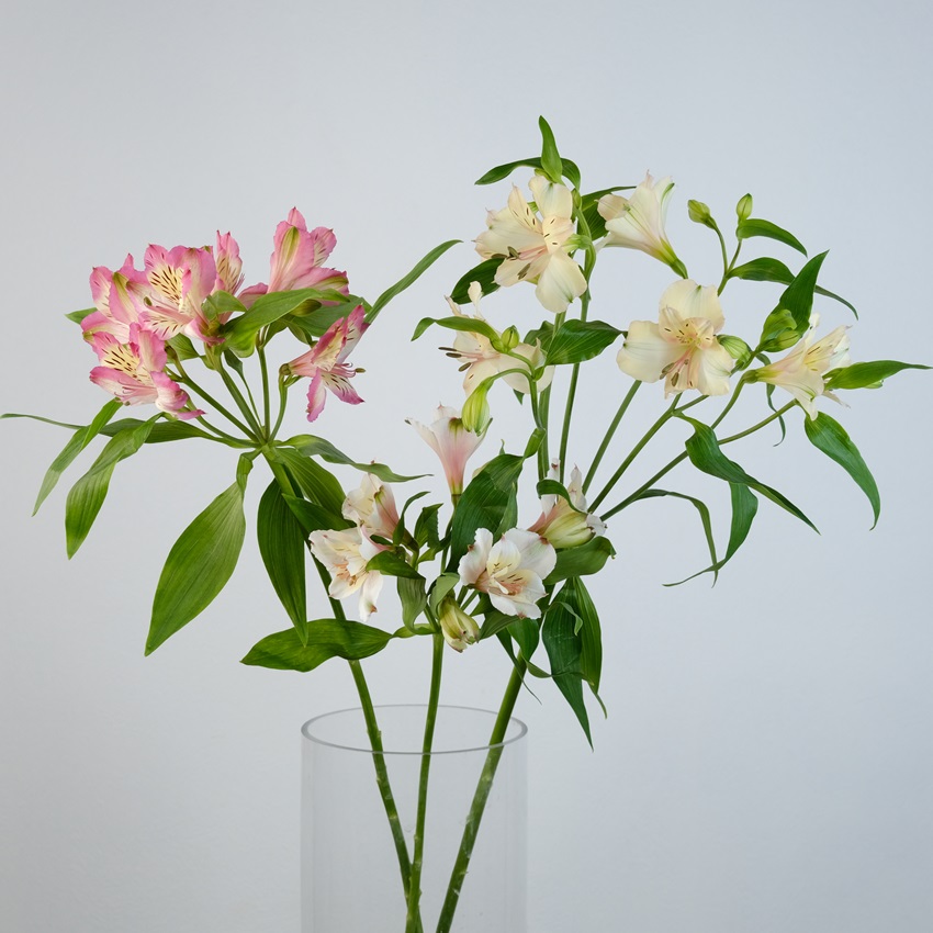 Альстромерия 7 штук для вашей вазы