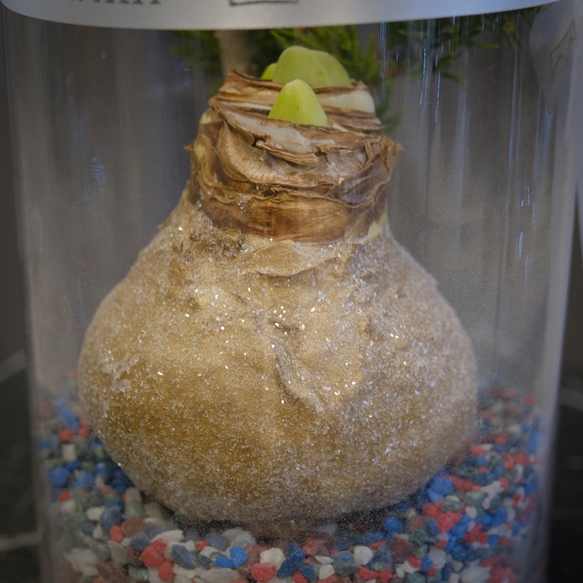 Луковица амариллиса, илекс и можжевельник в стеклянной вазе