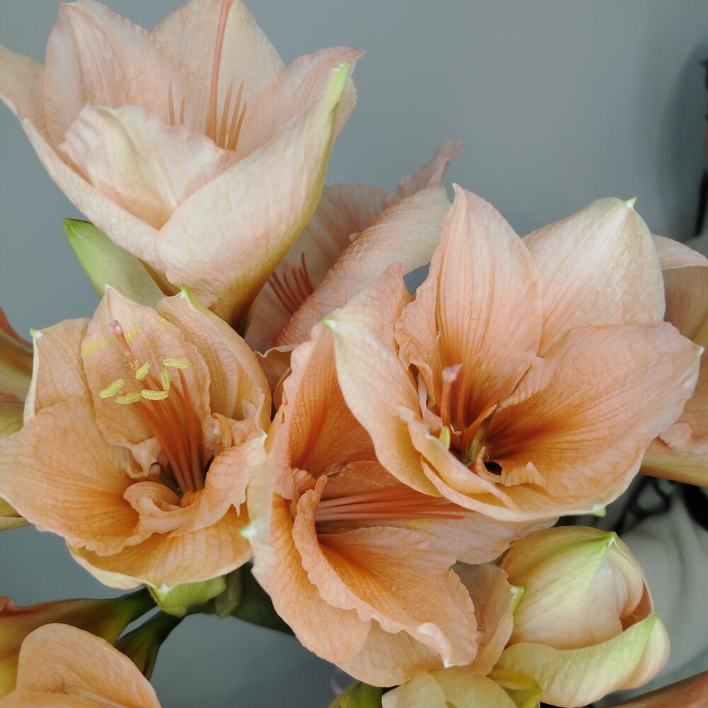 Амариллис персиковый, 5 штучек