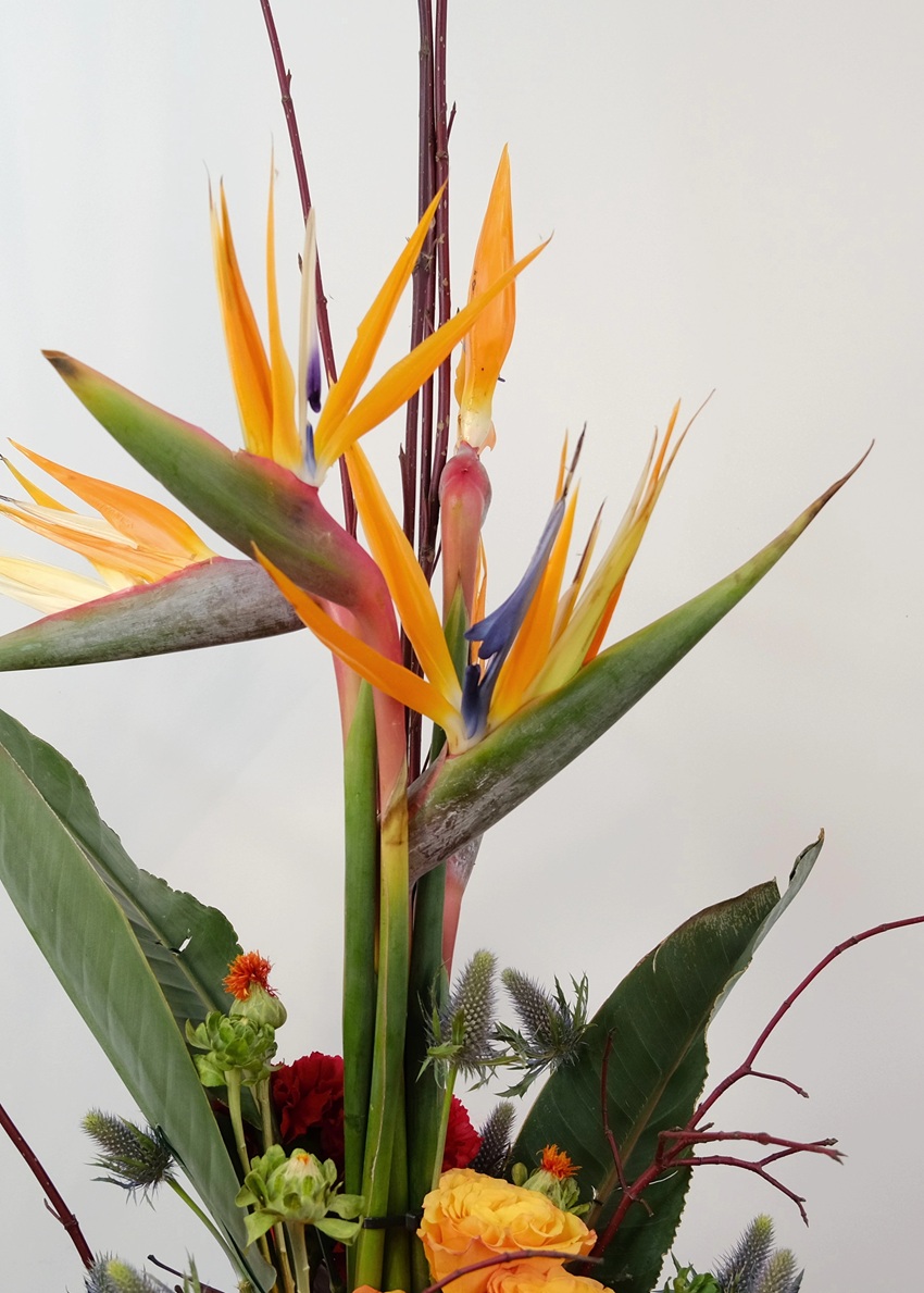 Вертикальный букет со стрелицией. Мужской бизнес букет