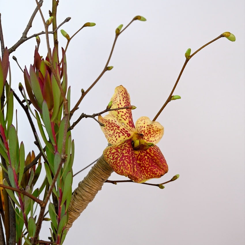 Авторская композиция с орхидеей Ванда и антуриумами