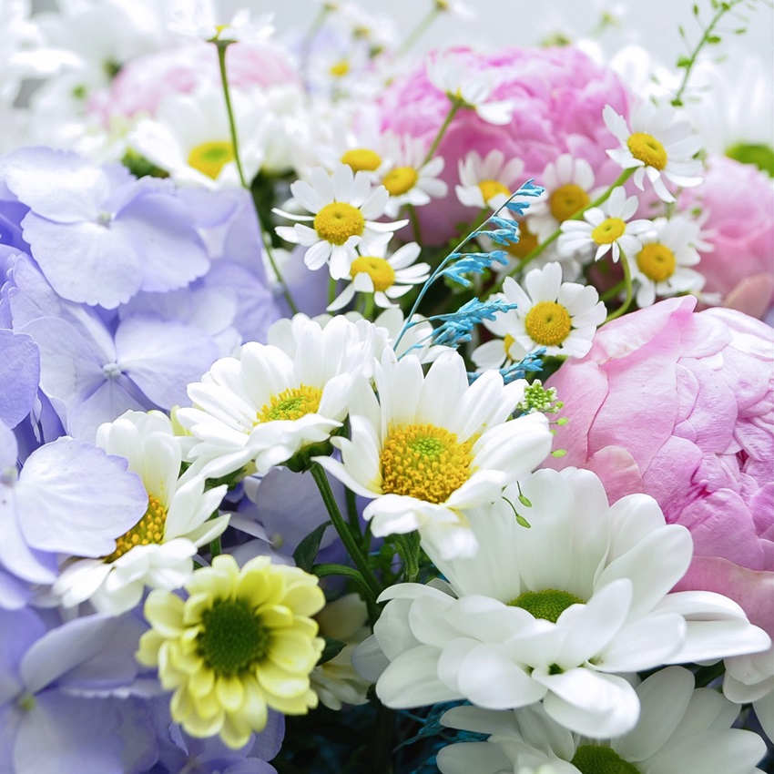 Гортензия, ромашки и пионы в коробке "Русская роскошь"