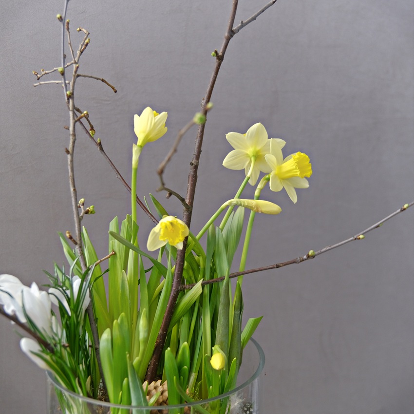 Луковичные крокусы и нарциссы в стеклянной вазе