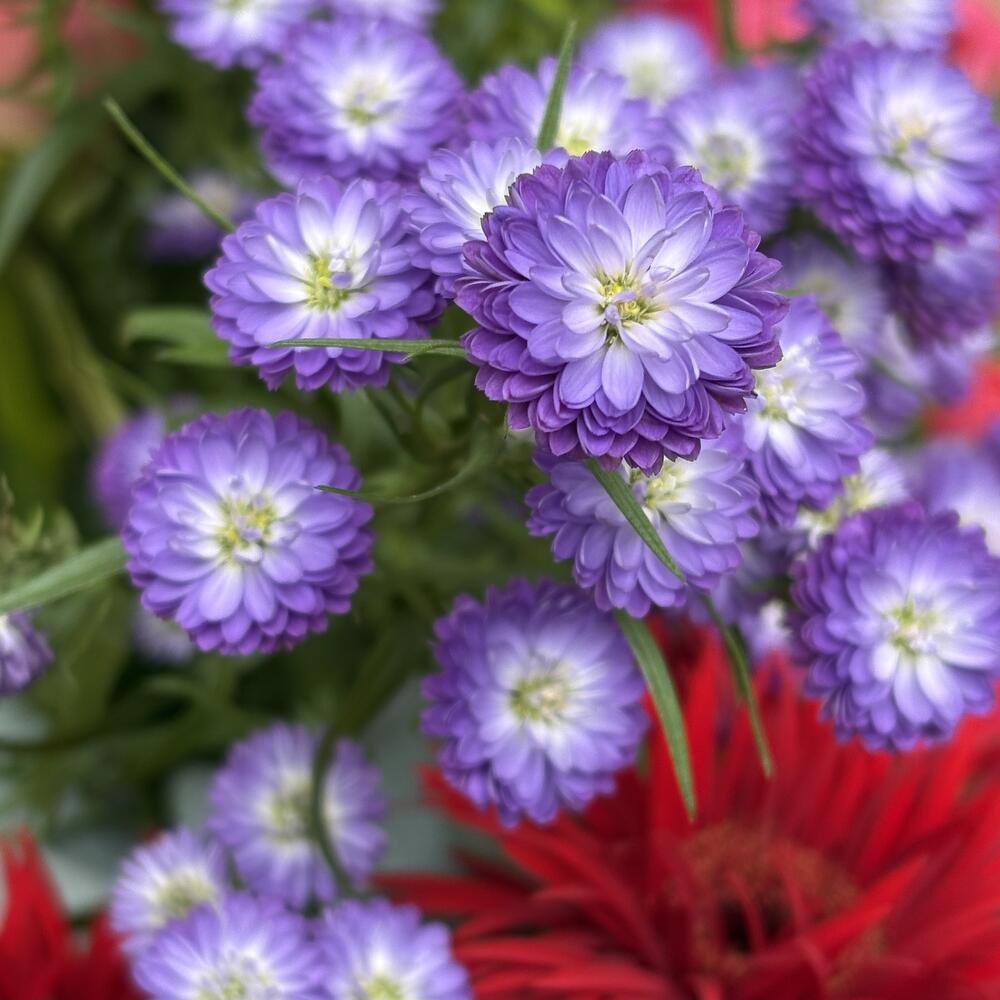 Пионы, герберы и амарант в летнем садовом букете