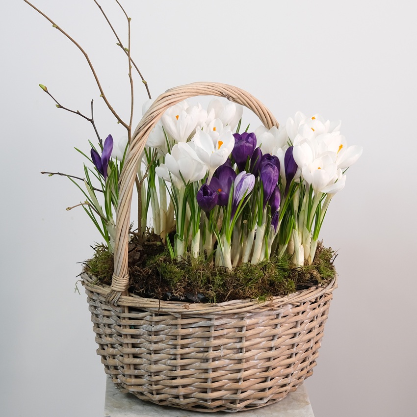 Садик с первоцветами в корзинке: крокусы