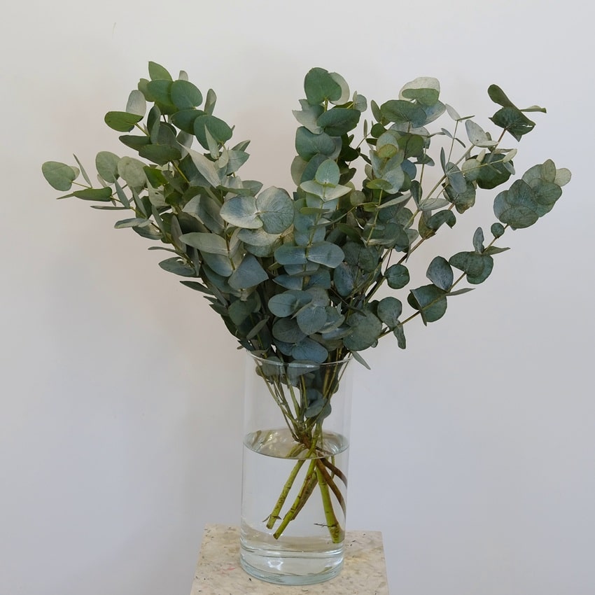 Зелёный букет - эвкалипт, букет для интерьера