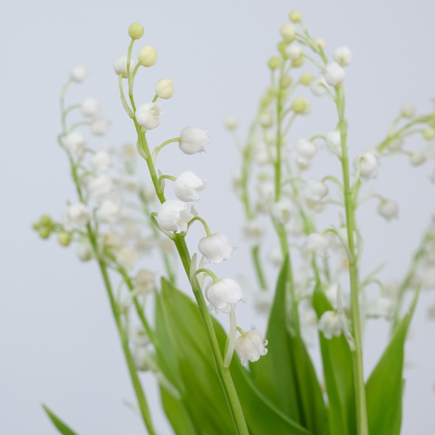 Ландыши в керамическом кашпо