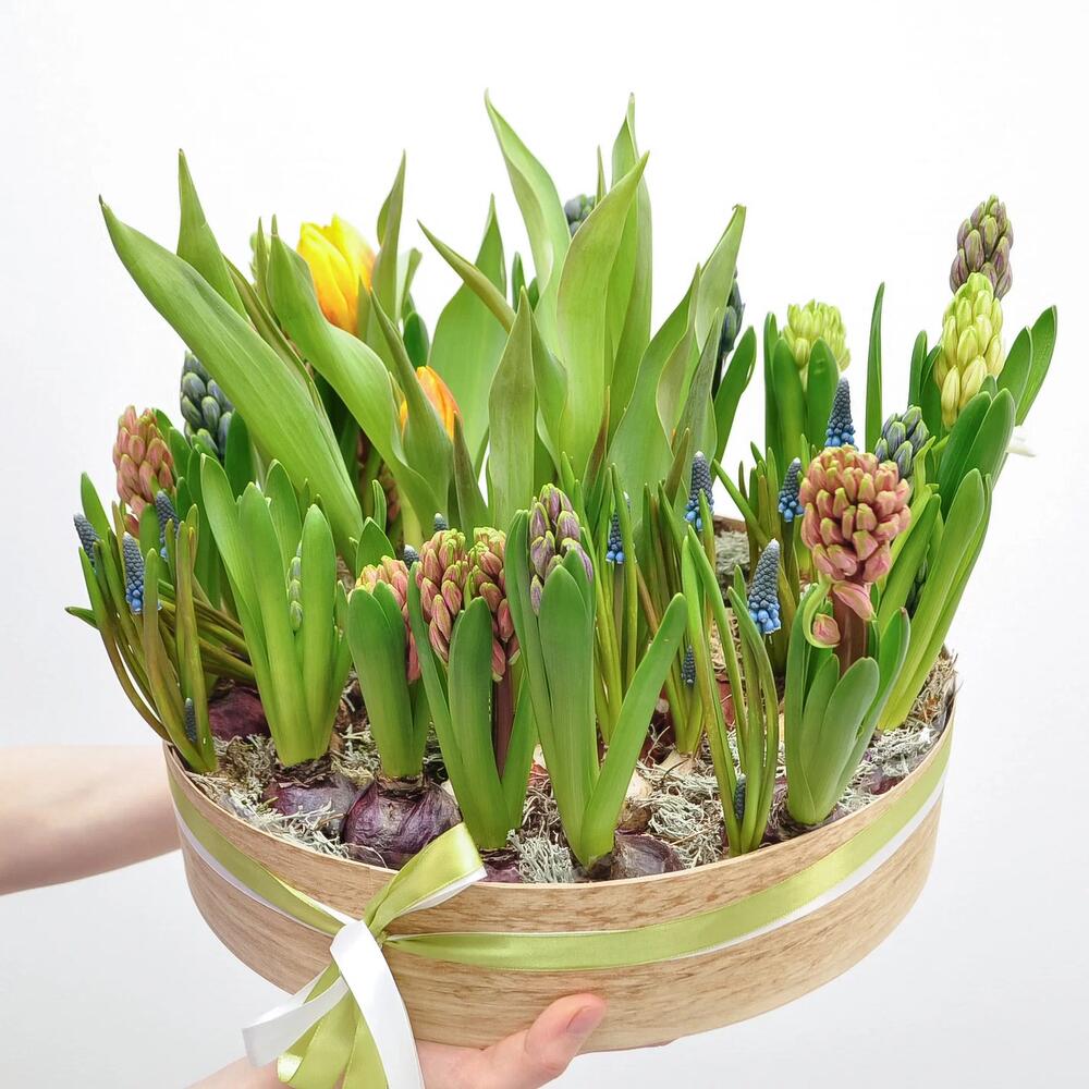 Садик с первоцветами в большом деревянном ящике: гиацинты, мускари, тюльпаны