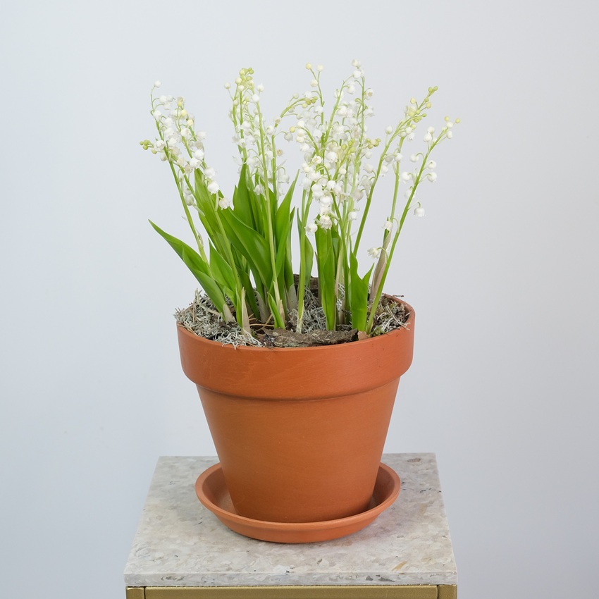 Ландыши в керамическом кашпо