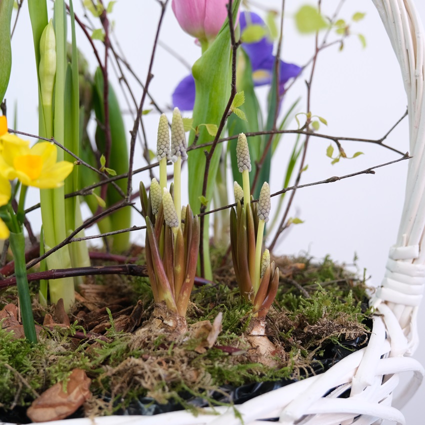 Садик с первоцветами в корзине: гиацинты, нарциссы, крокусы и тюльпаны
