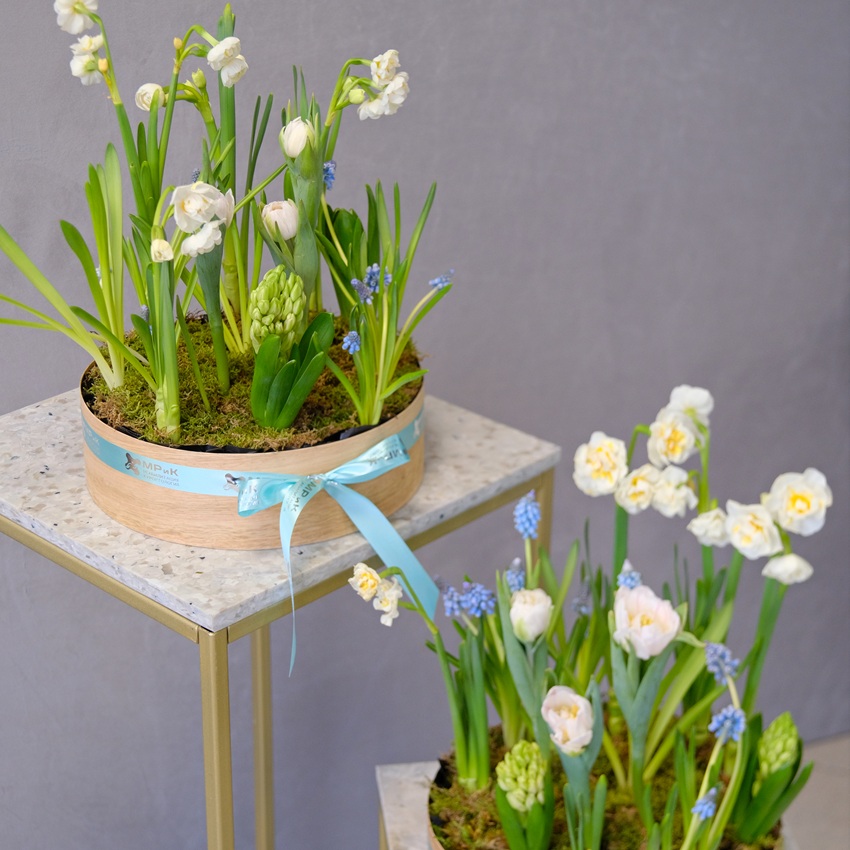 Садики с первоцветами для поздравления коллег. С вашей брендированной лентой!