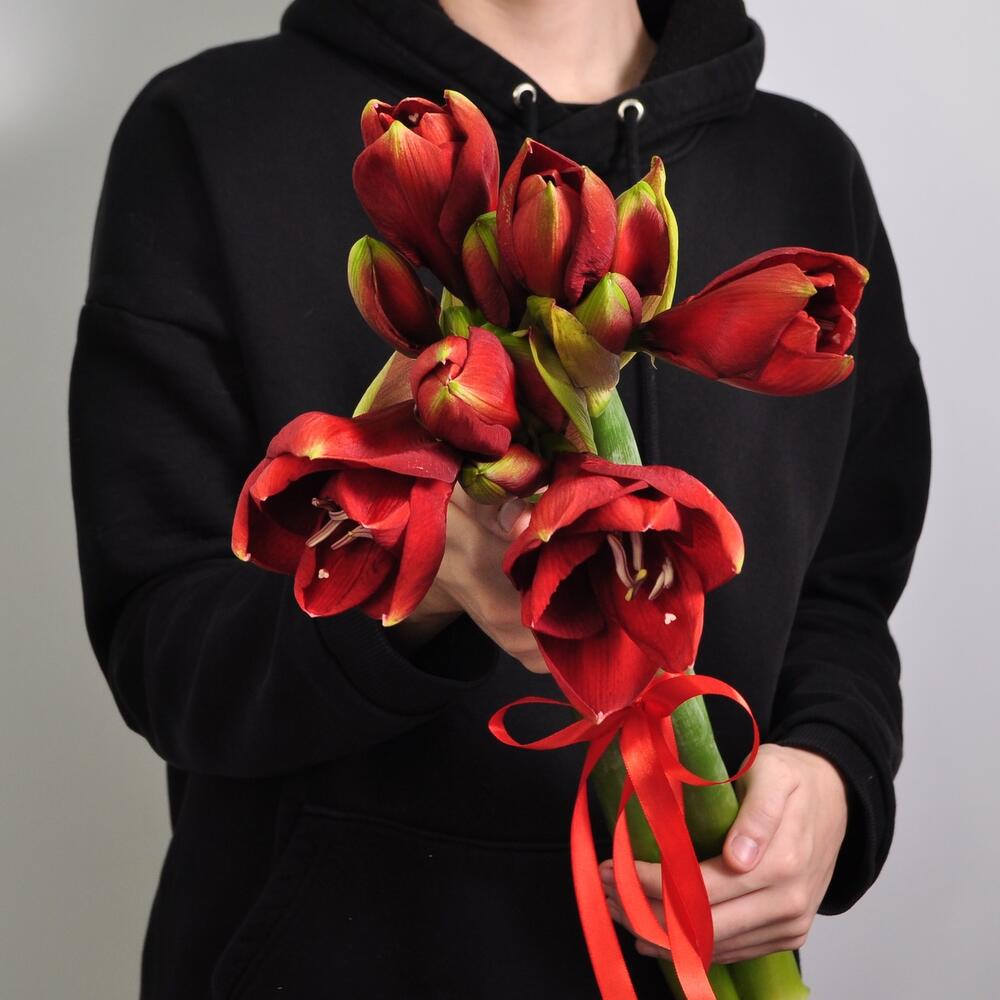 Амариллис, 3 штучки