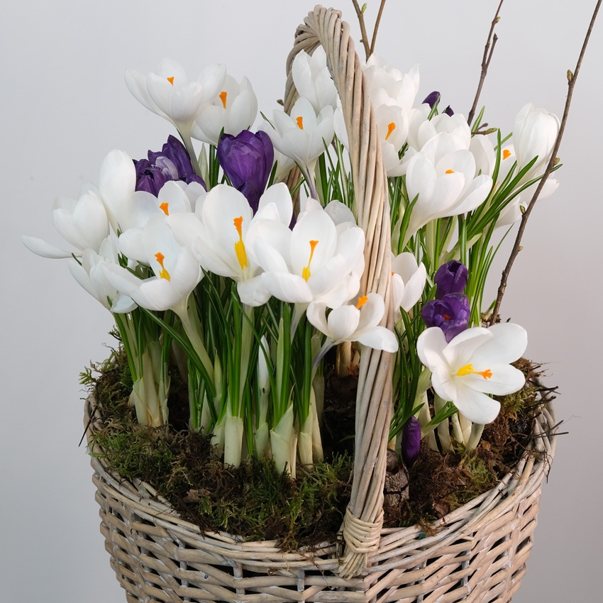 Садик с первоцветами в корзинке: крокусы