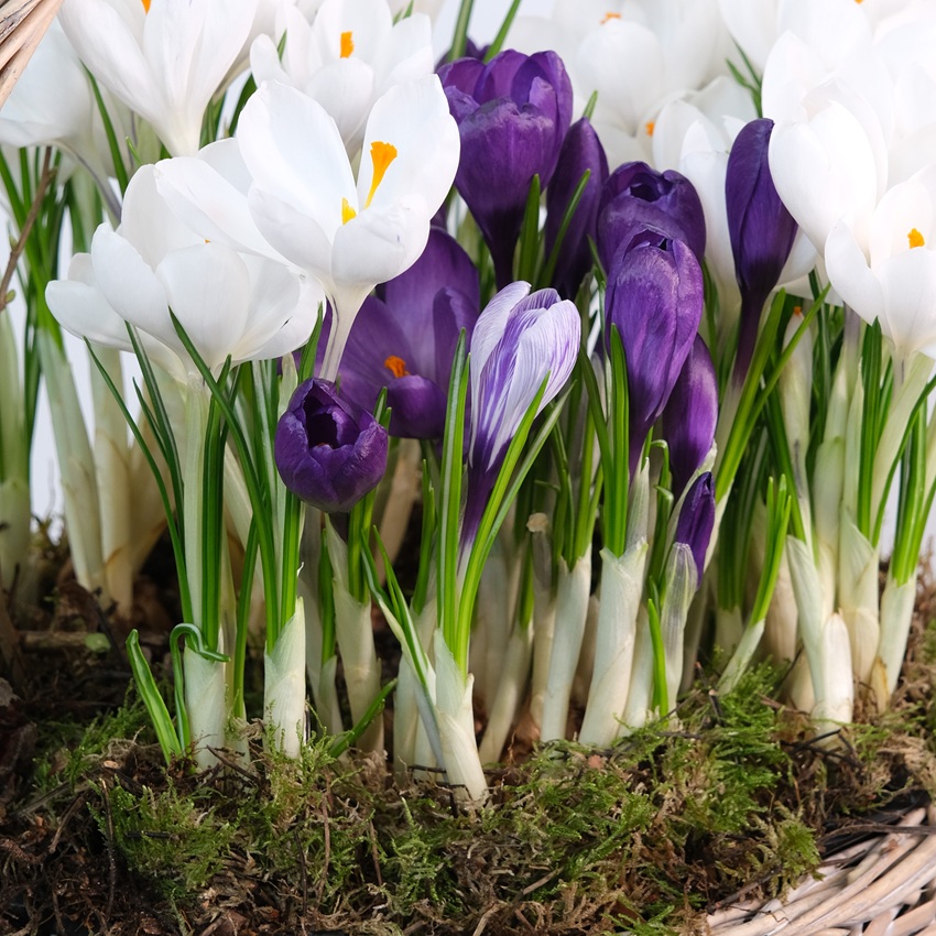 Садик с первоцветами в корзинке: крокусы