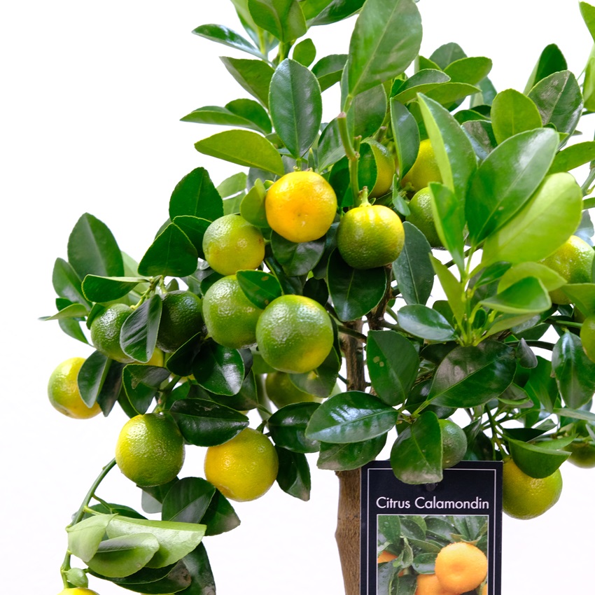 Мандариновое дерево