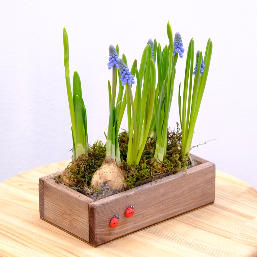 Садик с первоцветами (мускари и нарциссы). Корпоративные подарки на 8 марта. Цена от 10 шт.