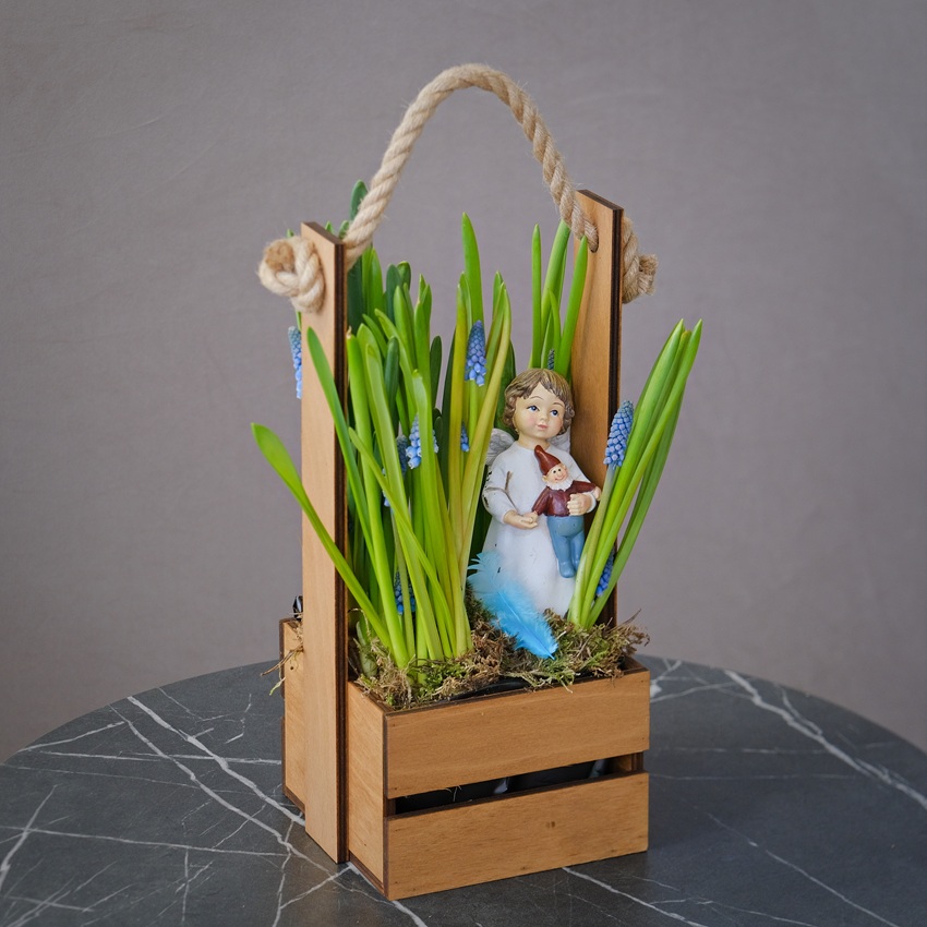 Мини сад с мускари нарциссами (луковичные) с сувениром в ящичке «Ангел Весны»