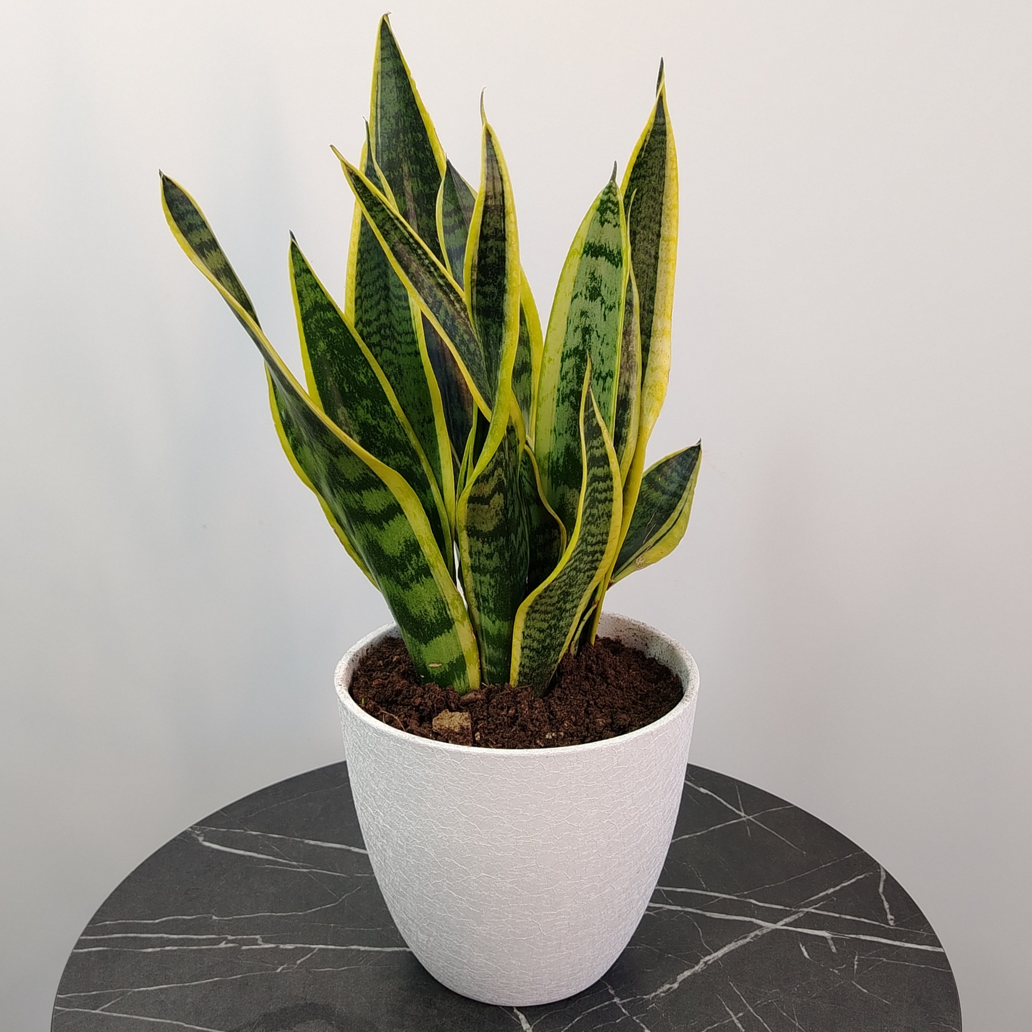 Сет комнатных растений: драцена, хедера и сансиеверия в кашпо