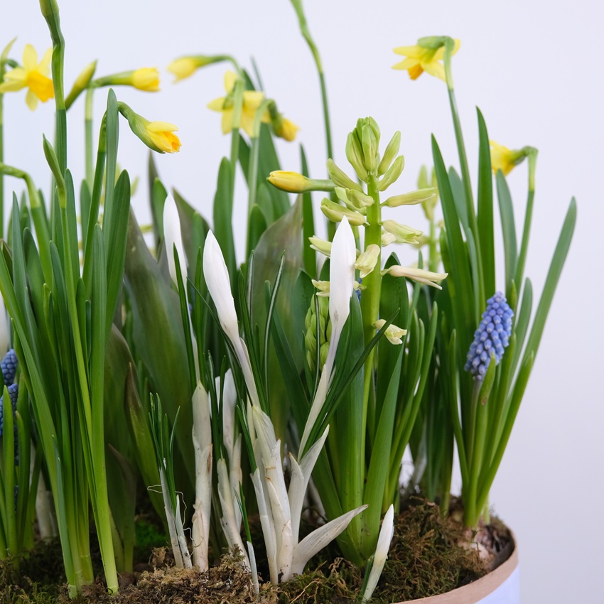 Садик с первоцветами в большом деревянном ящике: нарциссы, крокусы, тюльпаны, мускари и гиацинты