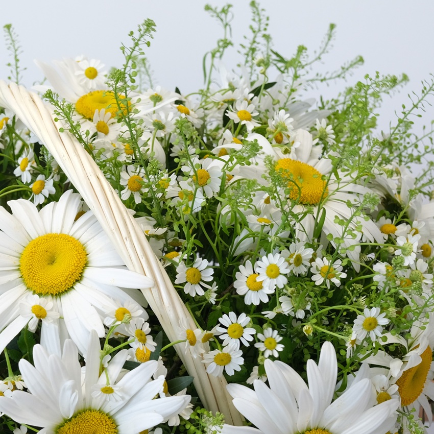 Охапка ромашек: ромашки в корзине "Солнечное обаяние"