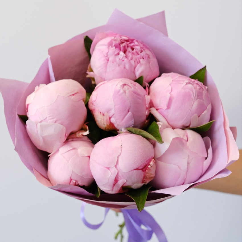 Пионы розовые Сара Бернар, 7 штучек